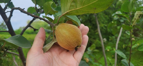 quince aa.jpg